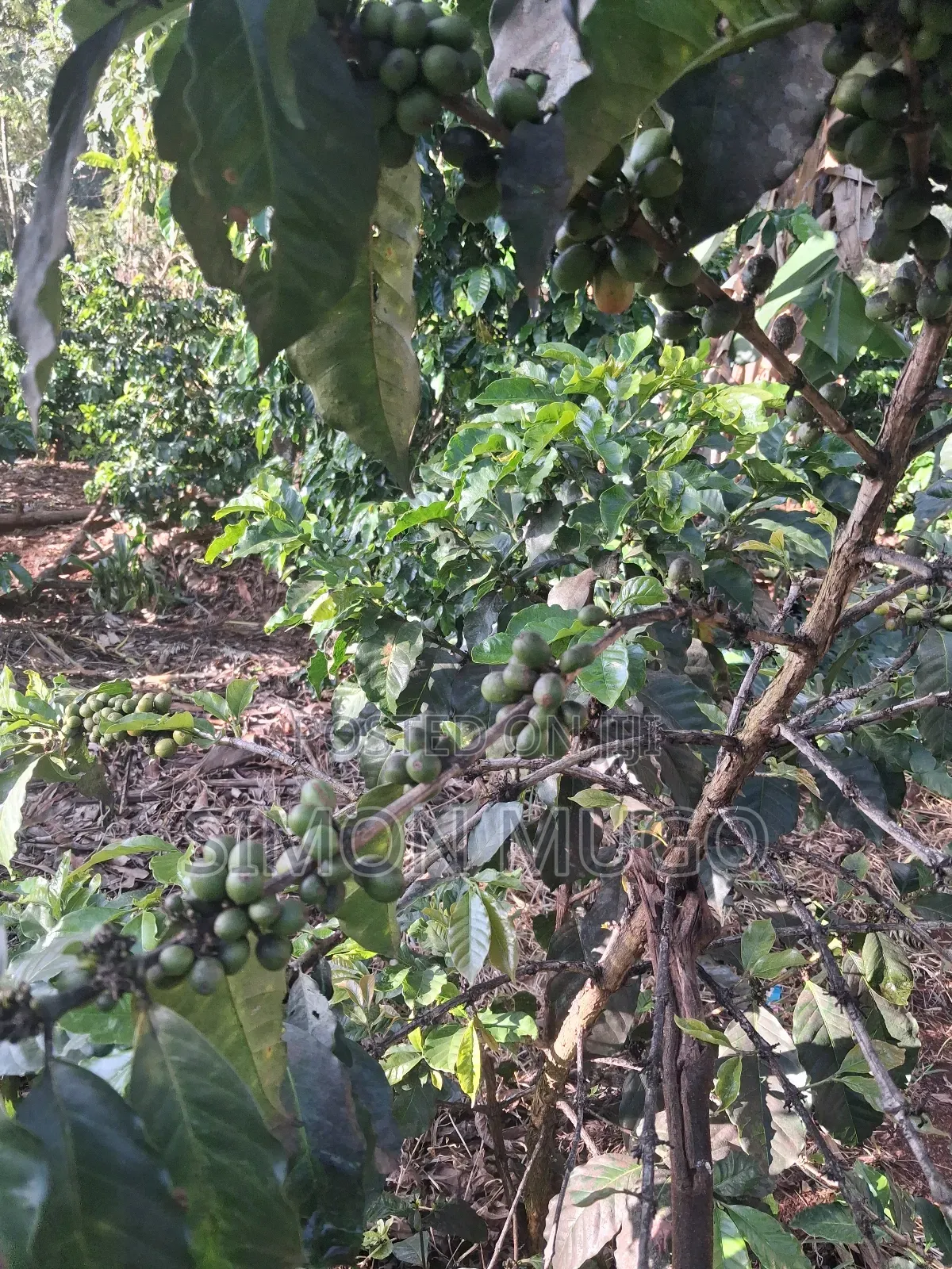Gatundu South Muhoho Prime 4 Acres With Mature Coffee