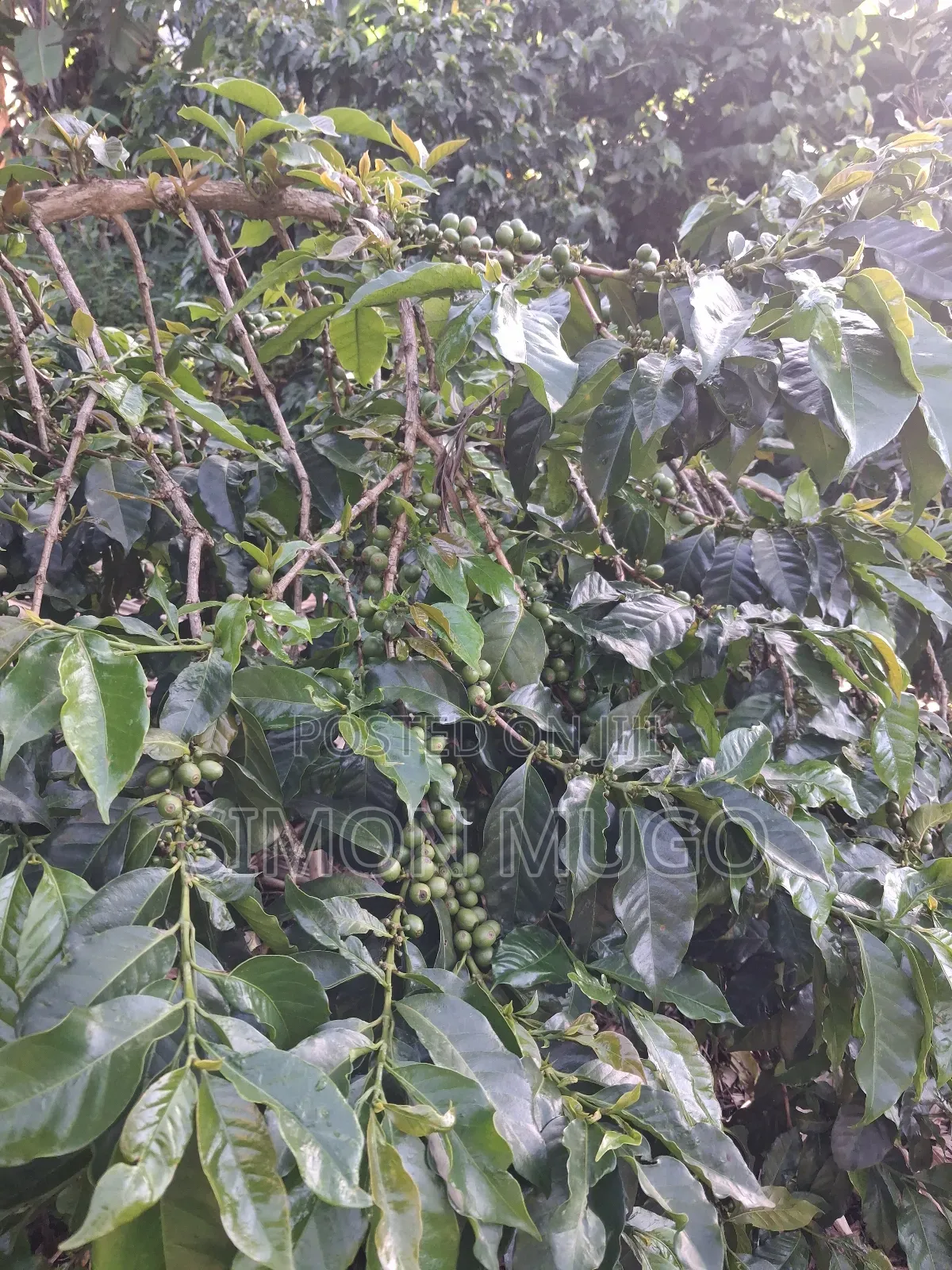 Gatundu South Muhoho Prime 4 Acres With Mature Coffee