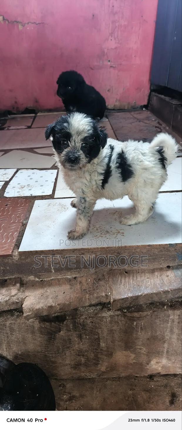 1-3 months Male Purebred Havanese - thumbnail 3