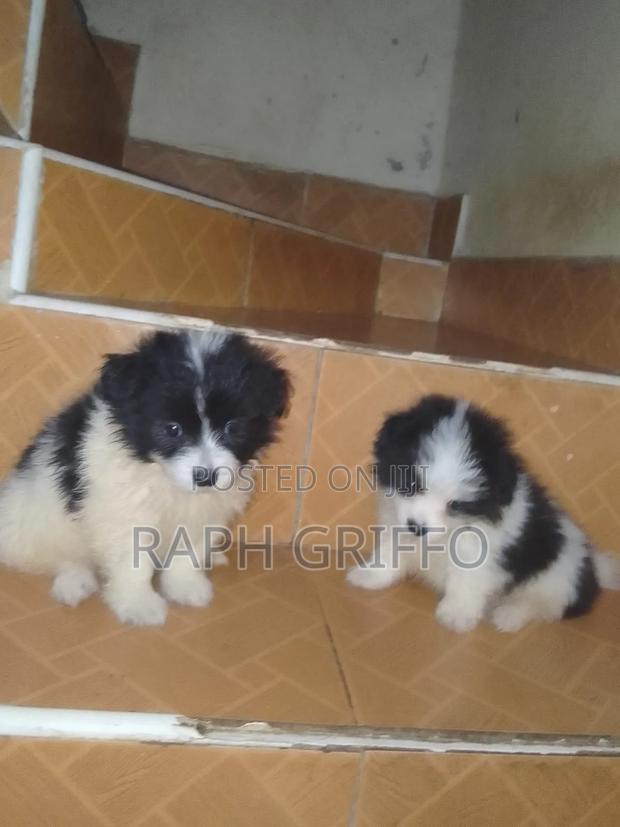 1-3 months Male Mixed Breed Japanese Spitz