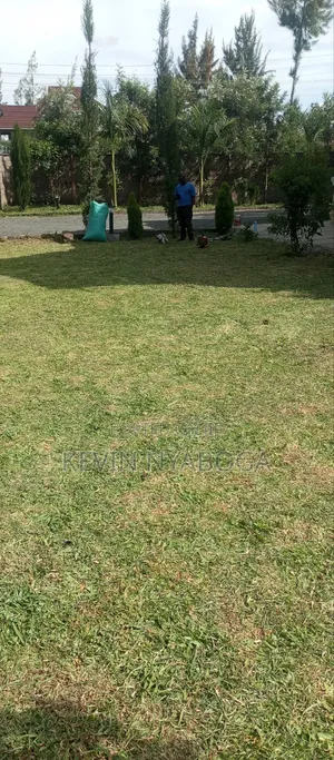 Grass Trimming