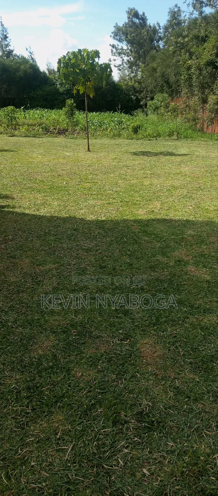 Grass Trimming
