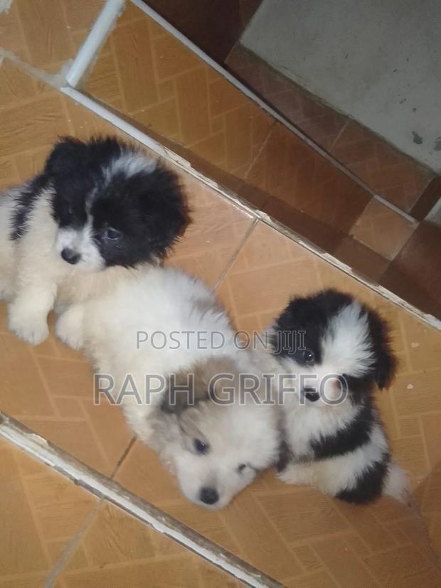 1-3 months Male Mixed Breed Japanese Spitz - thumbnail 2