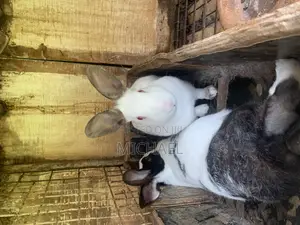 Rabbits and Bunnies
