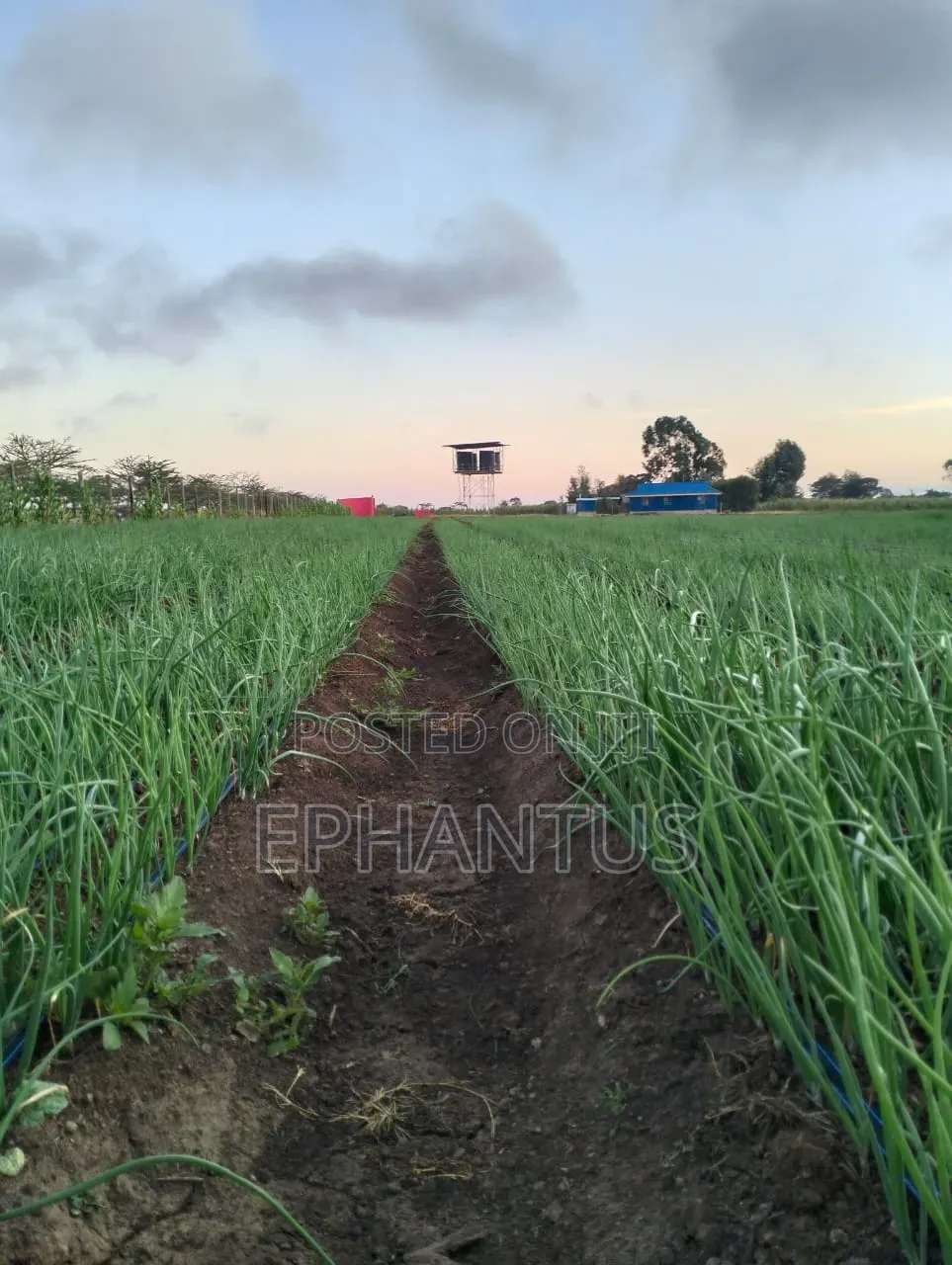 A Developed Farm for Sale