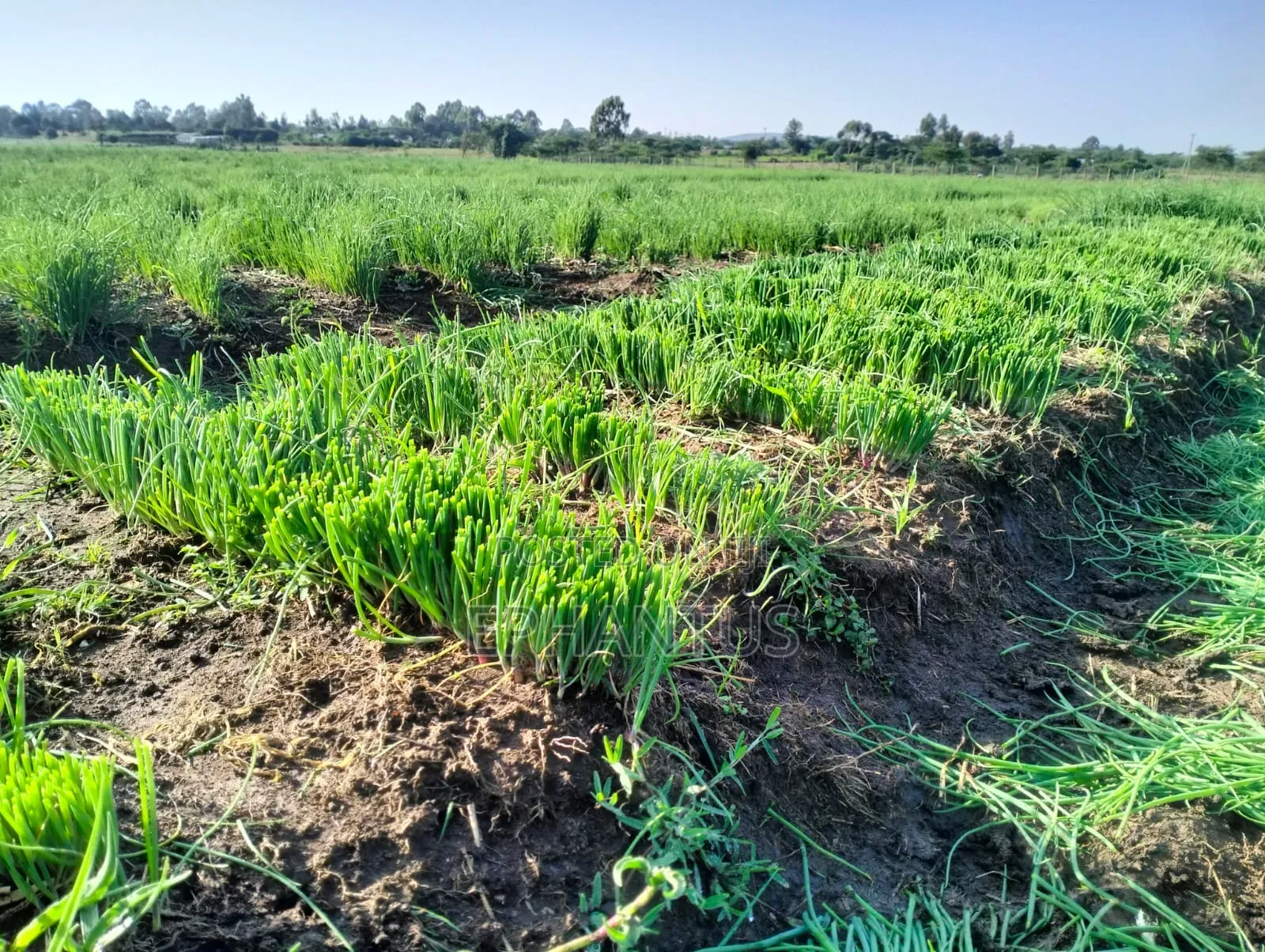 A Developed Farm for Sale