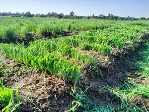 A Developed Farm for Sale