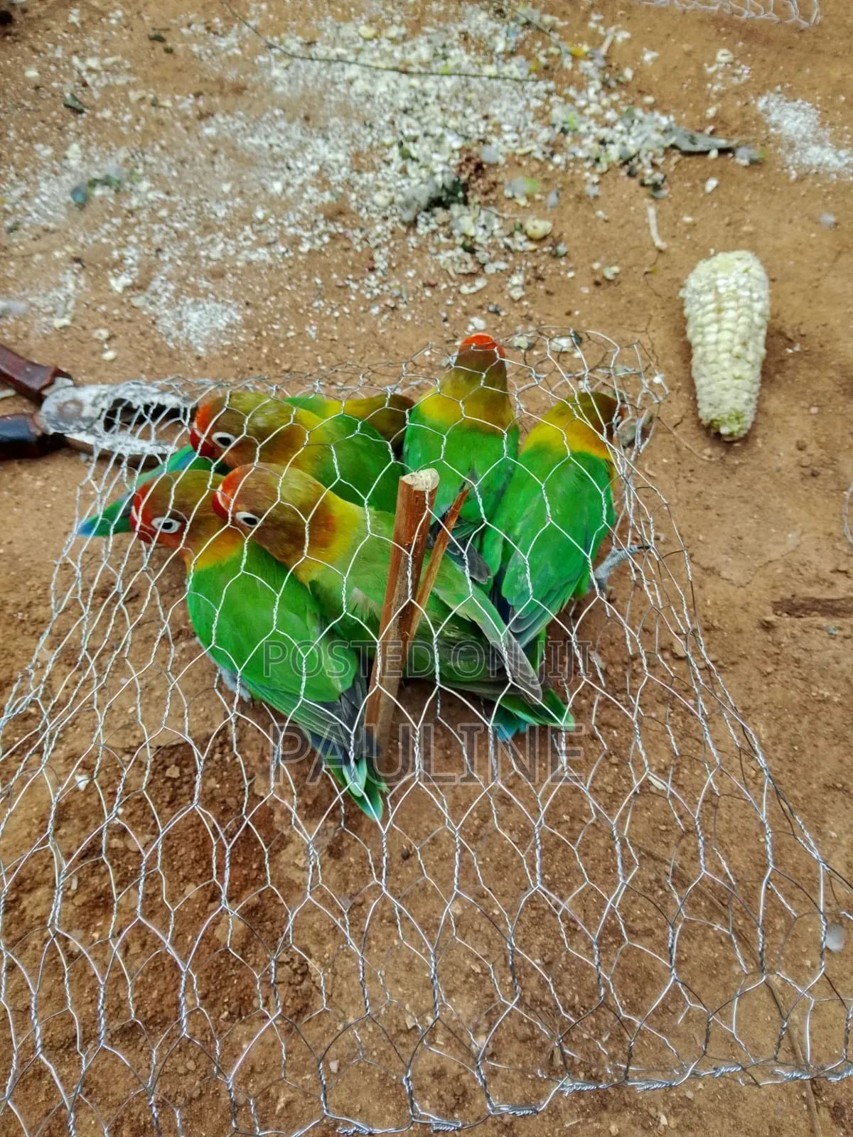Ornamental Birds