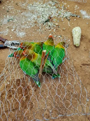 Ornamental Birds