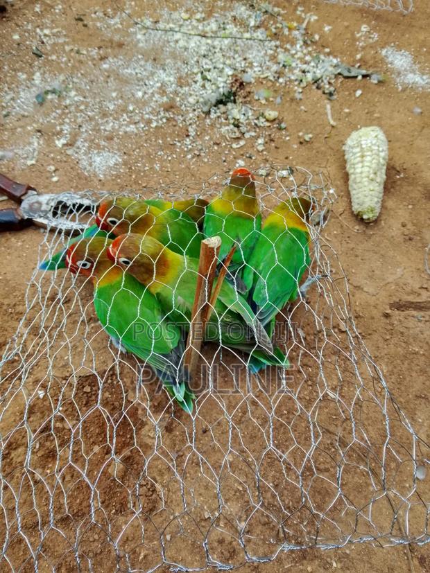 Ornamental Birds