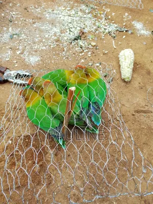 Ornamental Birds
