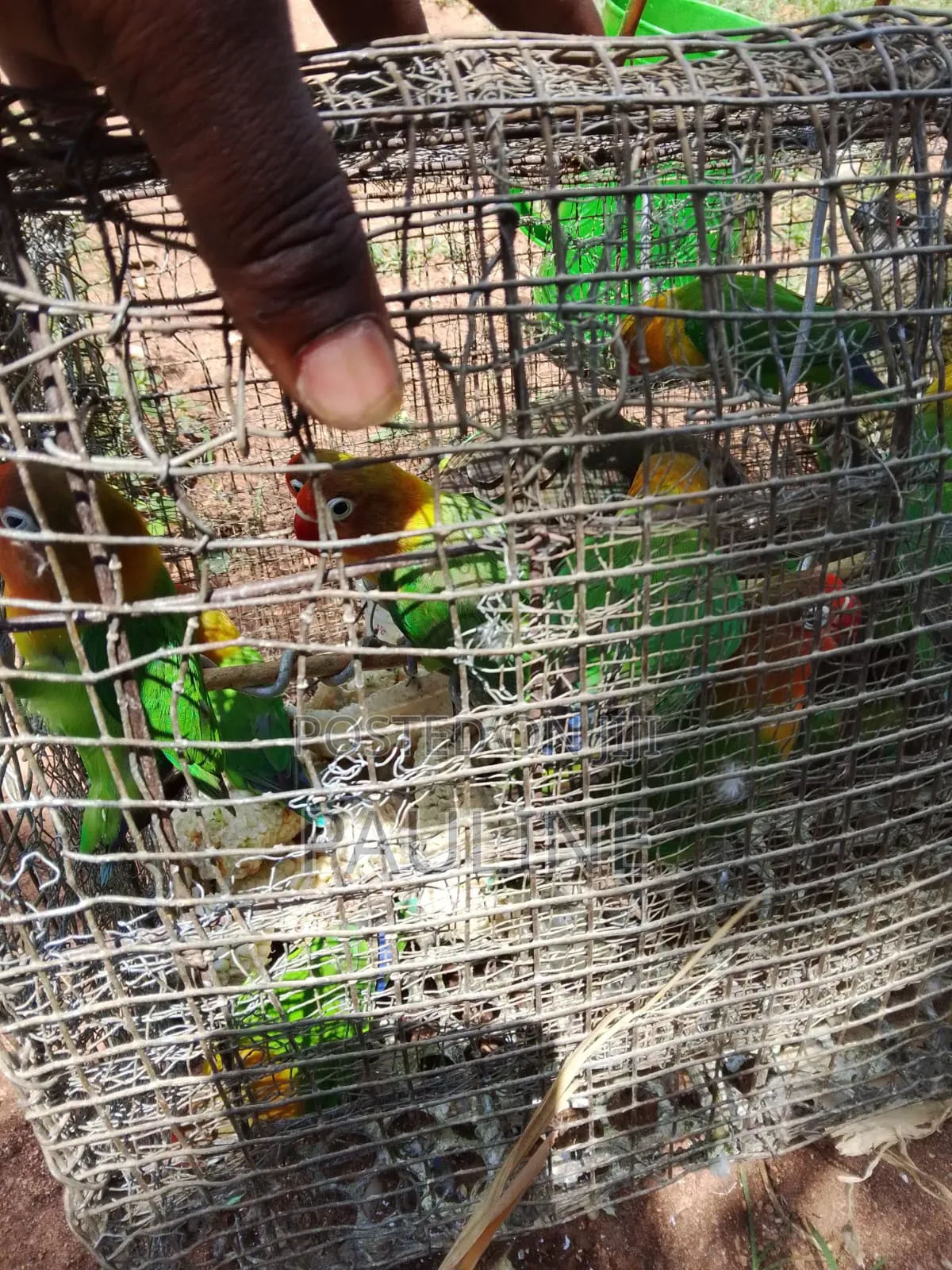 Ornamental Birds