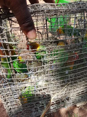 Ornamental Birds