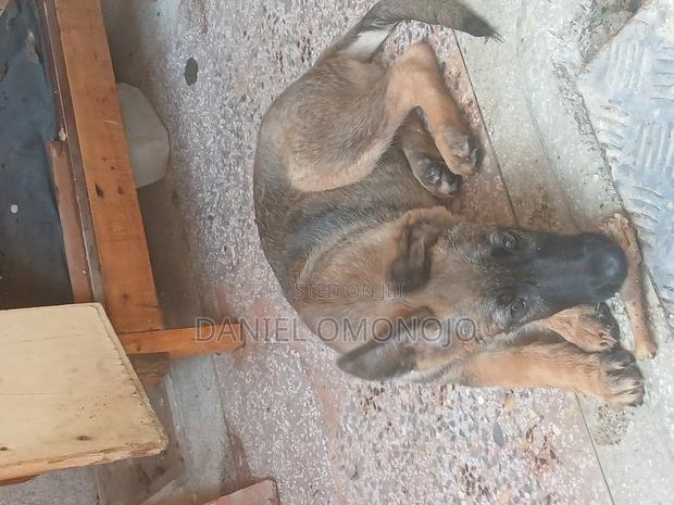 6-12 months Female Purebred German Shepherd