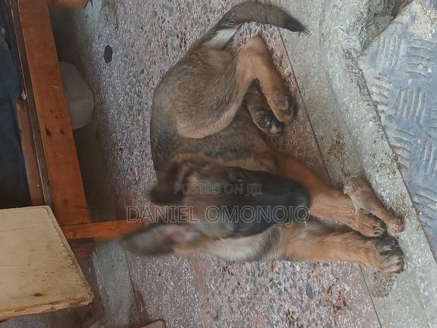 6-12 months Female Purebred German Shepherd - thumbnail 2