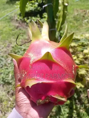 Dragon Fruits