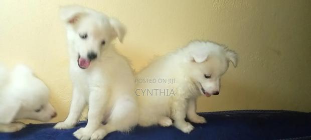 1-3 months Male Purebred Japanese Spitz