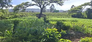 1/2 an Acre Webuye