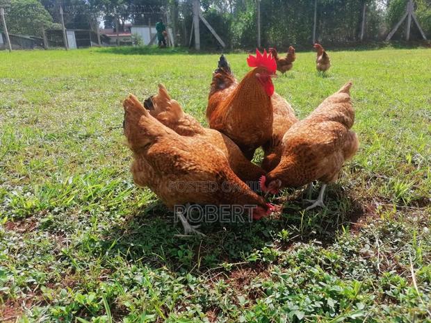 Kienyeji Chicken