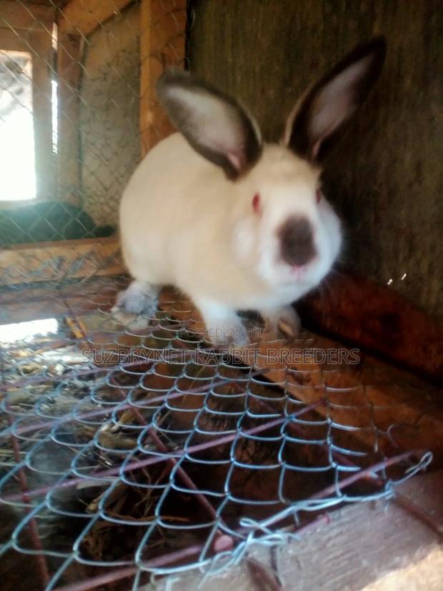 Suzbrynet Rabbit Breeders