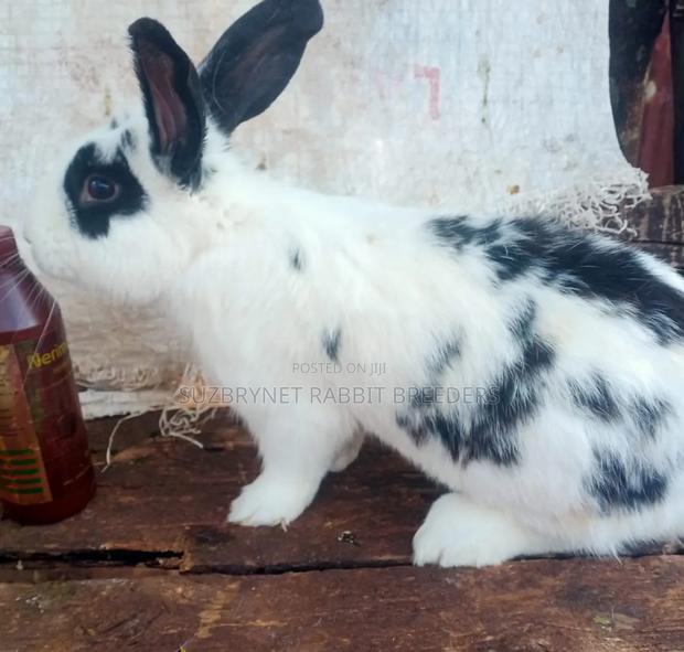 Hybrid Rabbits