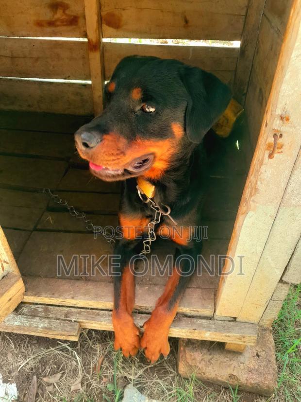6-12 months Male Purebred Rottweiler - thumbnail 2