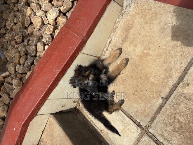 1-3 months Male Purebred German Shepherd - thumbnail 2