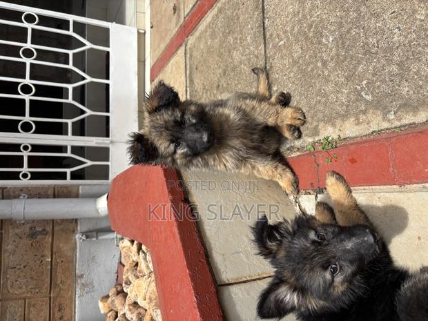 1-3 months Male Purebred German Shepherd