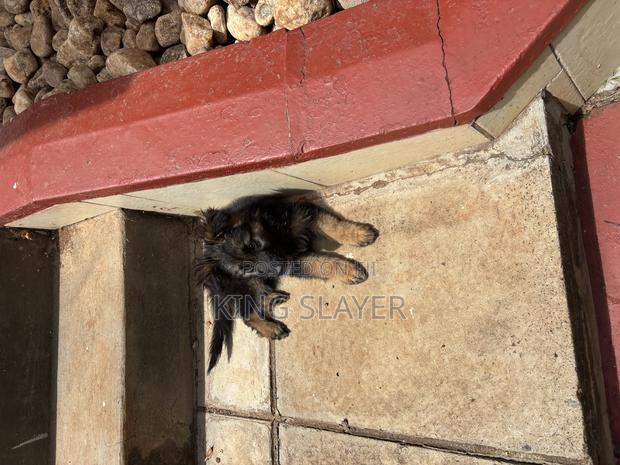 1-3 months Male Purebred German Shepherd - thumbnail 3