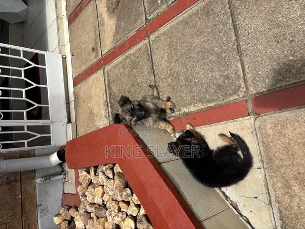 1-3 months Male Purebred German Shepherd - thumbnail 4