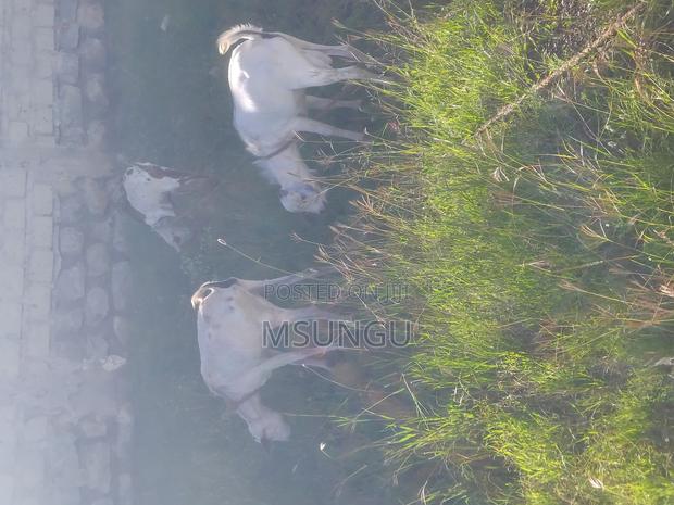 Goat for Sale Utawala Zebra Area