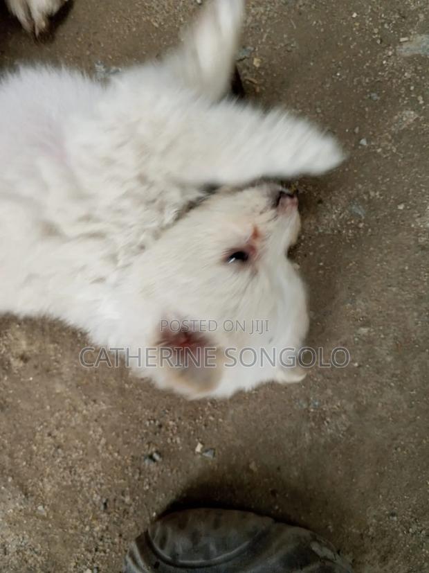0-1 month Female Mixed Breed Japanese Spitz - thumbnail 2