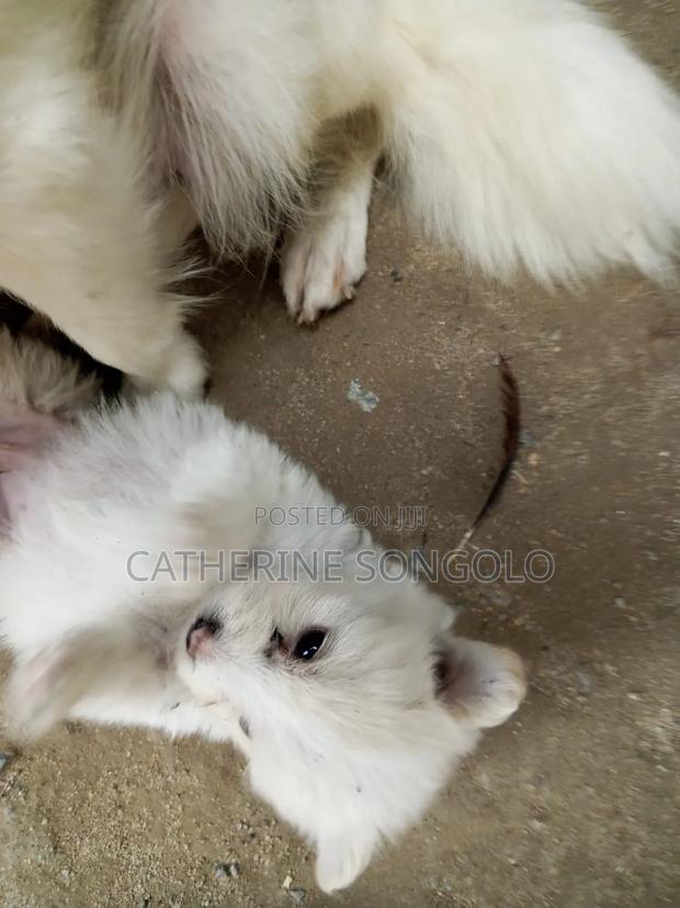 0-1 month Female Mixed Breed Japanese Spitz - thumbnail 3