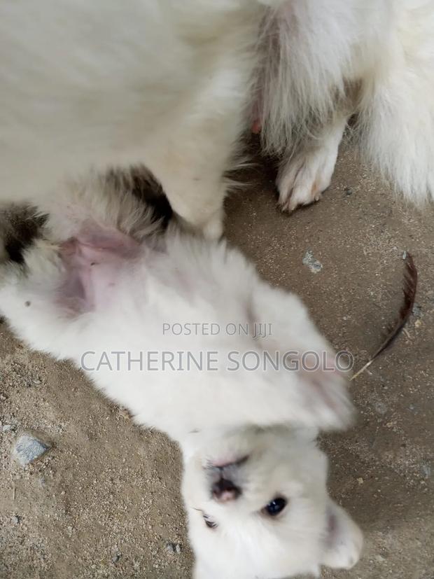 0-1 month Female Mixed Breed Japanese Spitz - thumbnail 4