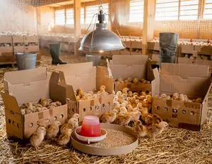 2000 Day Old Chicks Kienyeji in Kisii