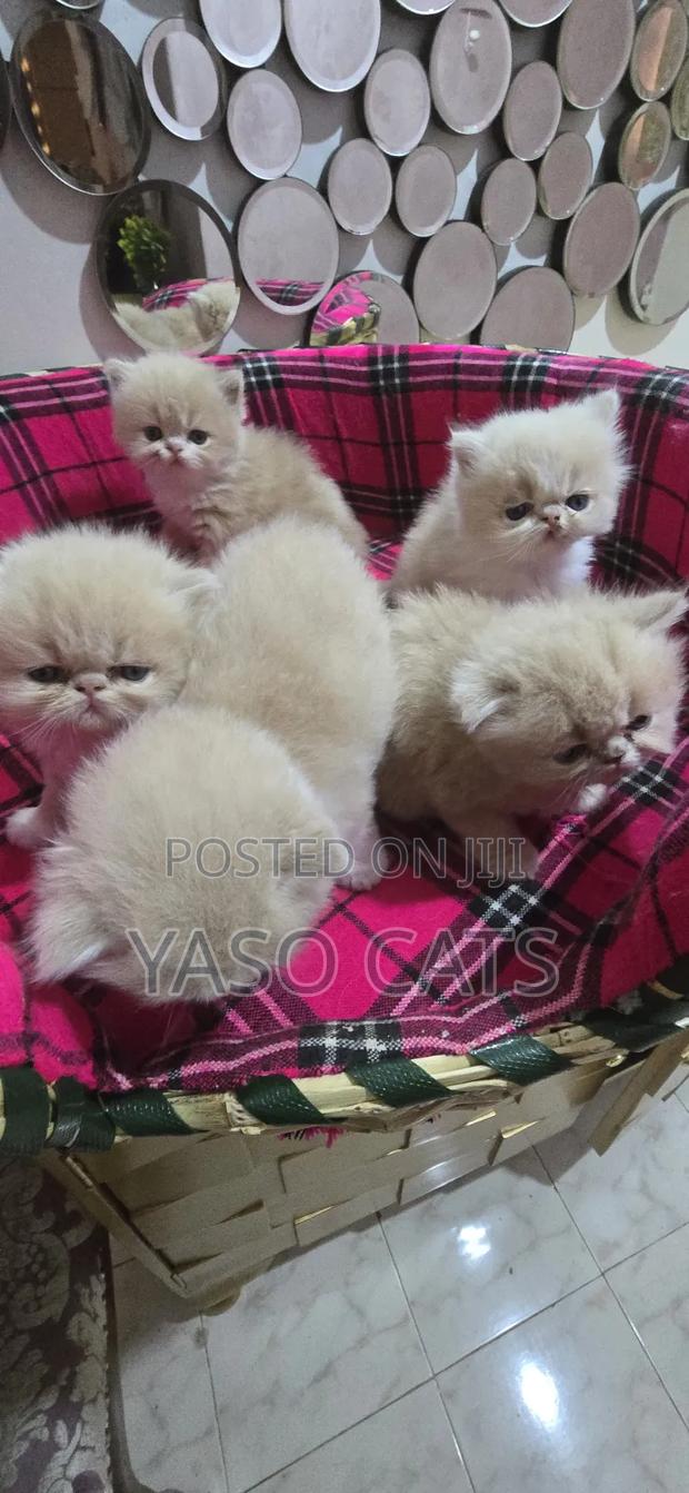 1-3 months Female Purebred Persian