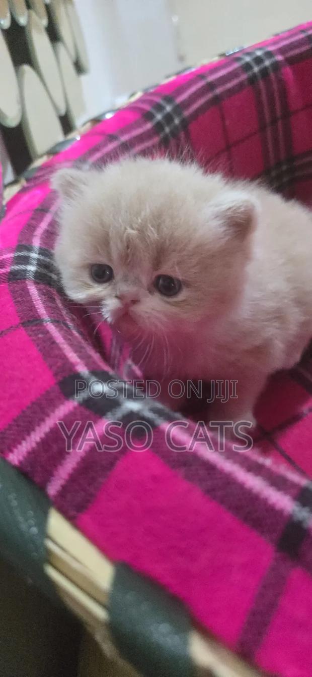 1-3 months Female Purebred Persian - thumbnail 2