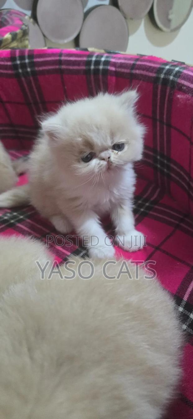 1-3 months Female Purebred Persian - thumbnail 3