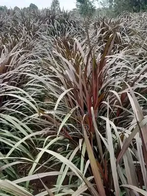 Australian Red Napier