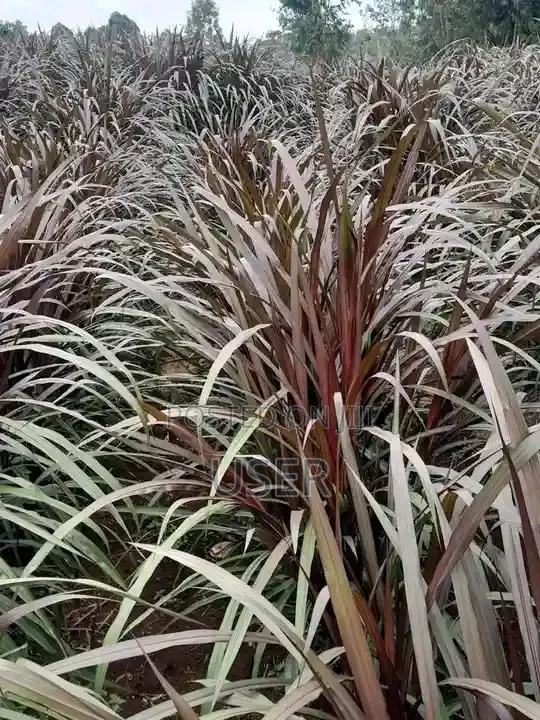 Australian Red Napier