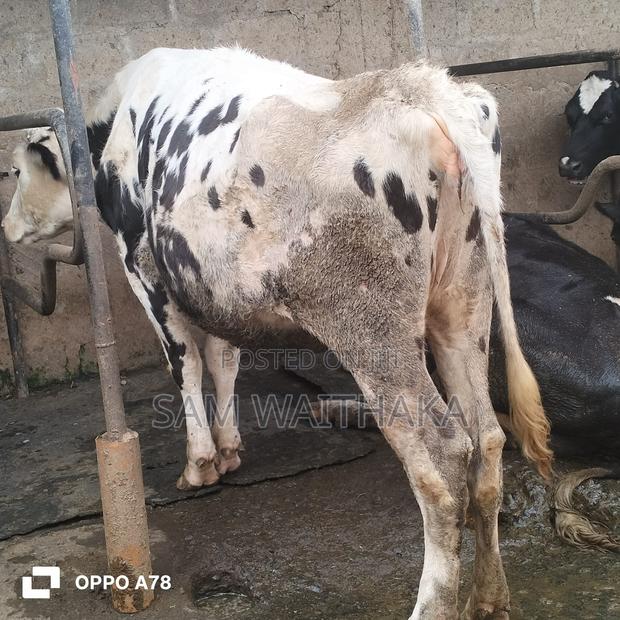 Incalf Holstein Heifer