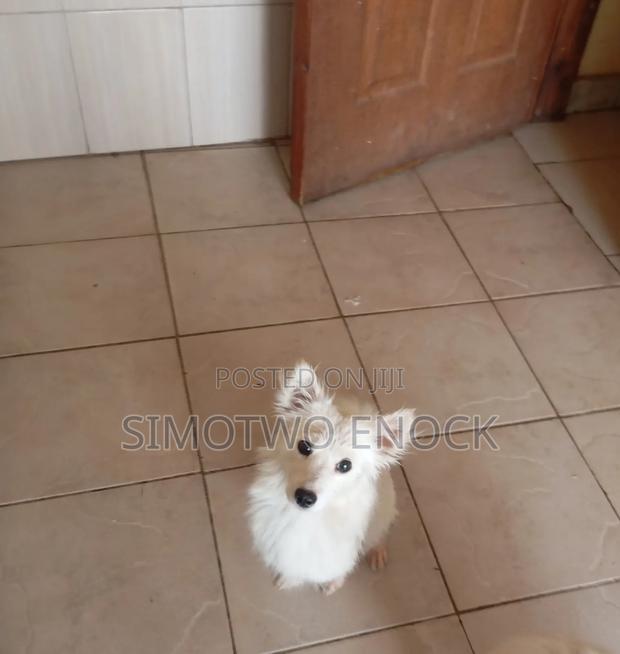 6-12 months Female Purebred Japanese Spitz