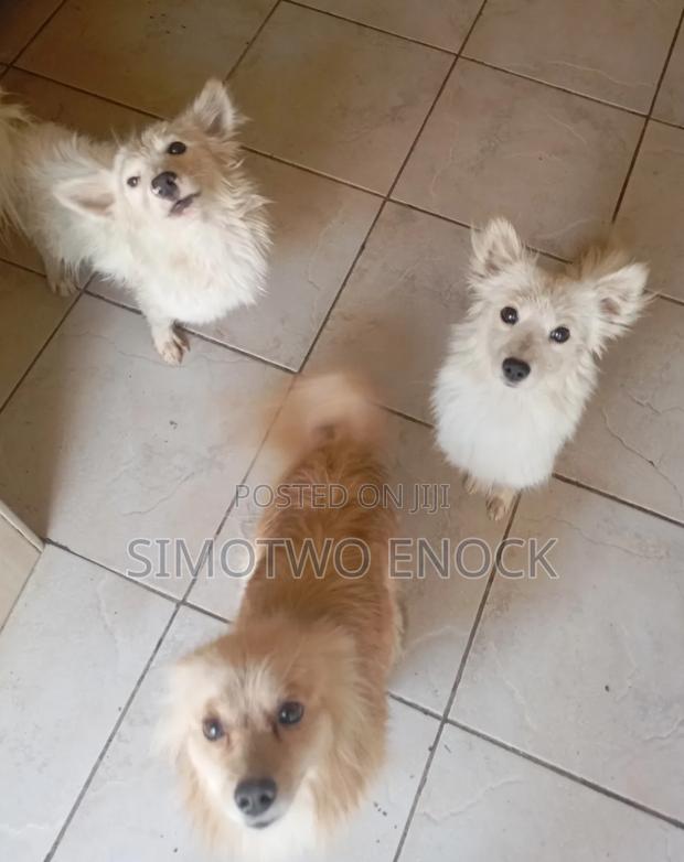 6-12 months Female Purebred Japanese Spitz - thumbnail 2