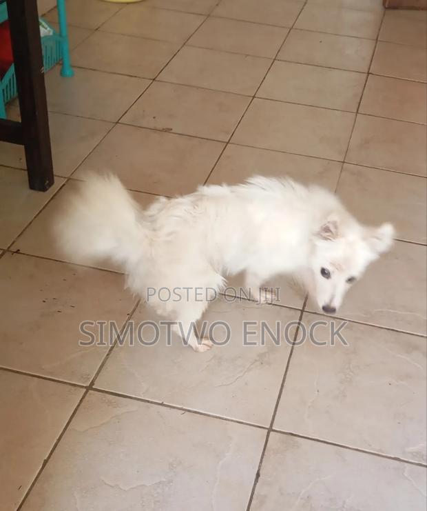 6-12 months Female Purebred Japanese Spitz - thumbnail 3