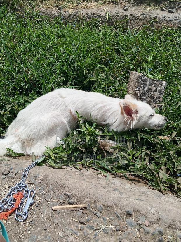 6-12 months Female Purebred Havanese