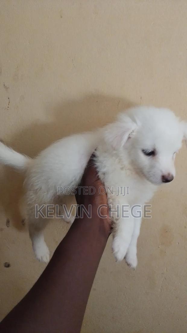 1-3 months Male Purebred Japanese Spitz