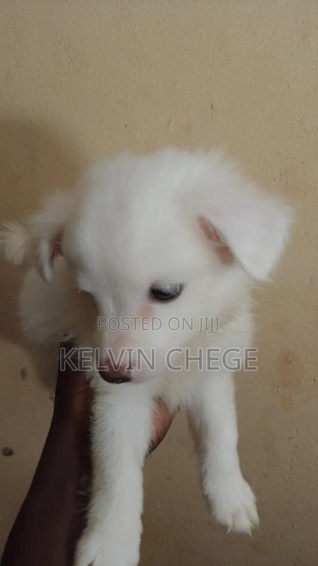 1-3 months Male Purebred Japanese Spitz - thumbnail 2