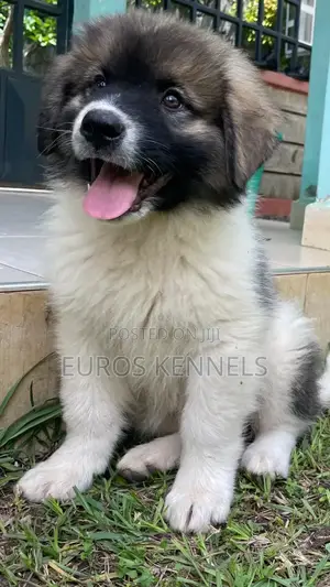 1-3 months Male Purebred Caucasian Shepherd