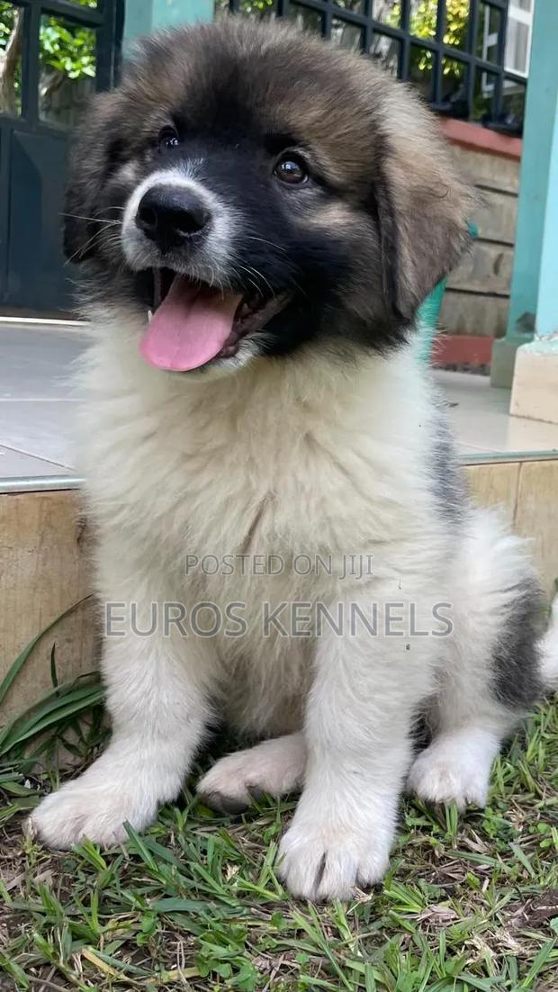 1-3 months Male Purebred Caucasian Shepherd