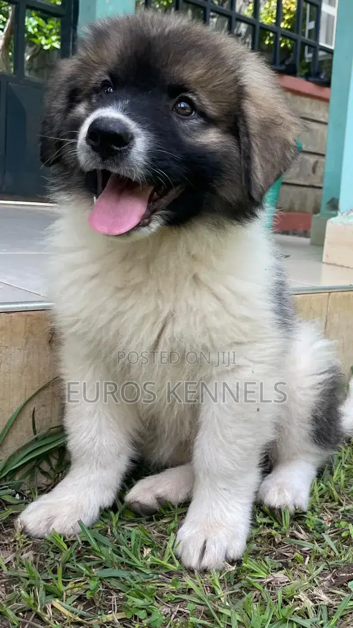 1-3 months Male Purebred Caucasian Shepherd